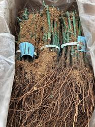 BARBATELLE VITIS RAUSCEDO 25 PZ